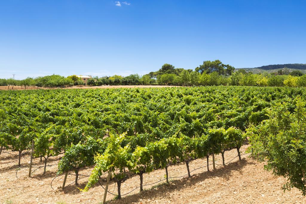 Agroturisme Sa Torre (Adults Only) Santa Eugenia Exterior photo